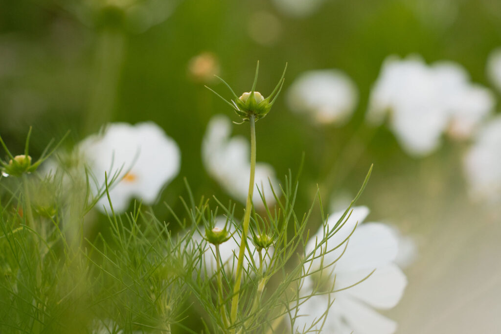 Outdoor en personal branding fotoshoot pluktuin Kweeklust Lisse