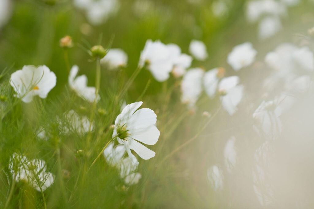 Outdoor en personal branding fotoshoot pluktuin Kweeklust Lisse