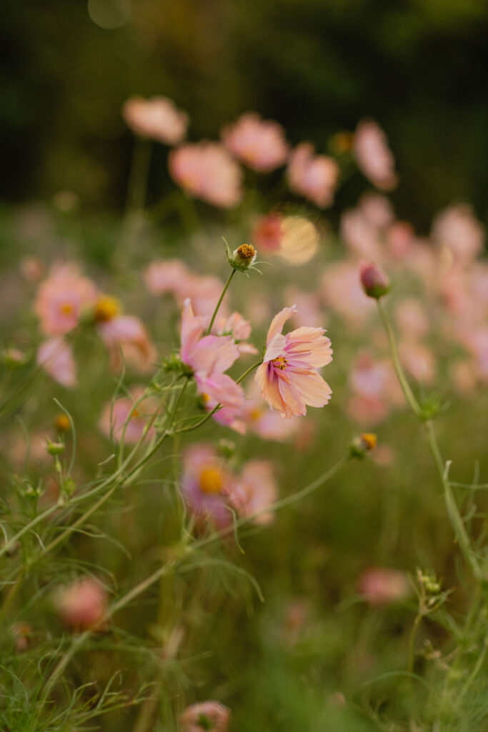 Buiten fotoshoot bloemen pluktuin Kweeklust Lisse