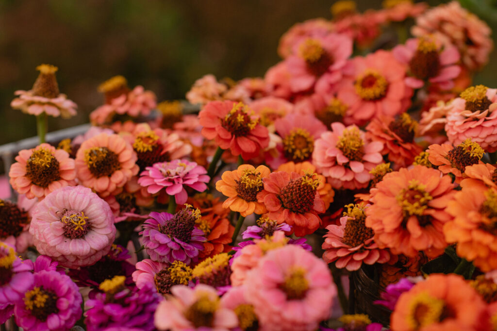 Buiten fotoshoot bloemen pluktuin Kweeklust Lisse