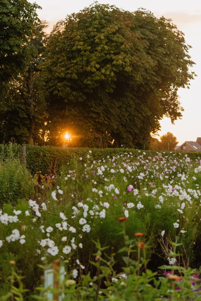 Buiten fotoshoot pluktuin Kweeklust Lisse