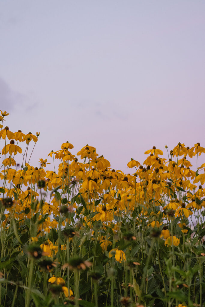 Personal branding fotografie bloemen pluktuin